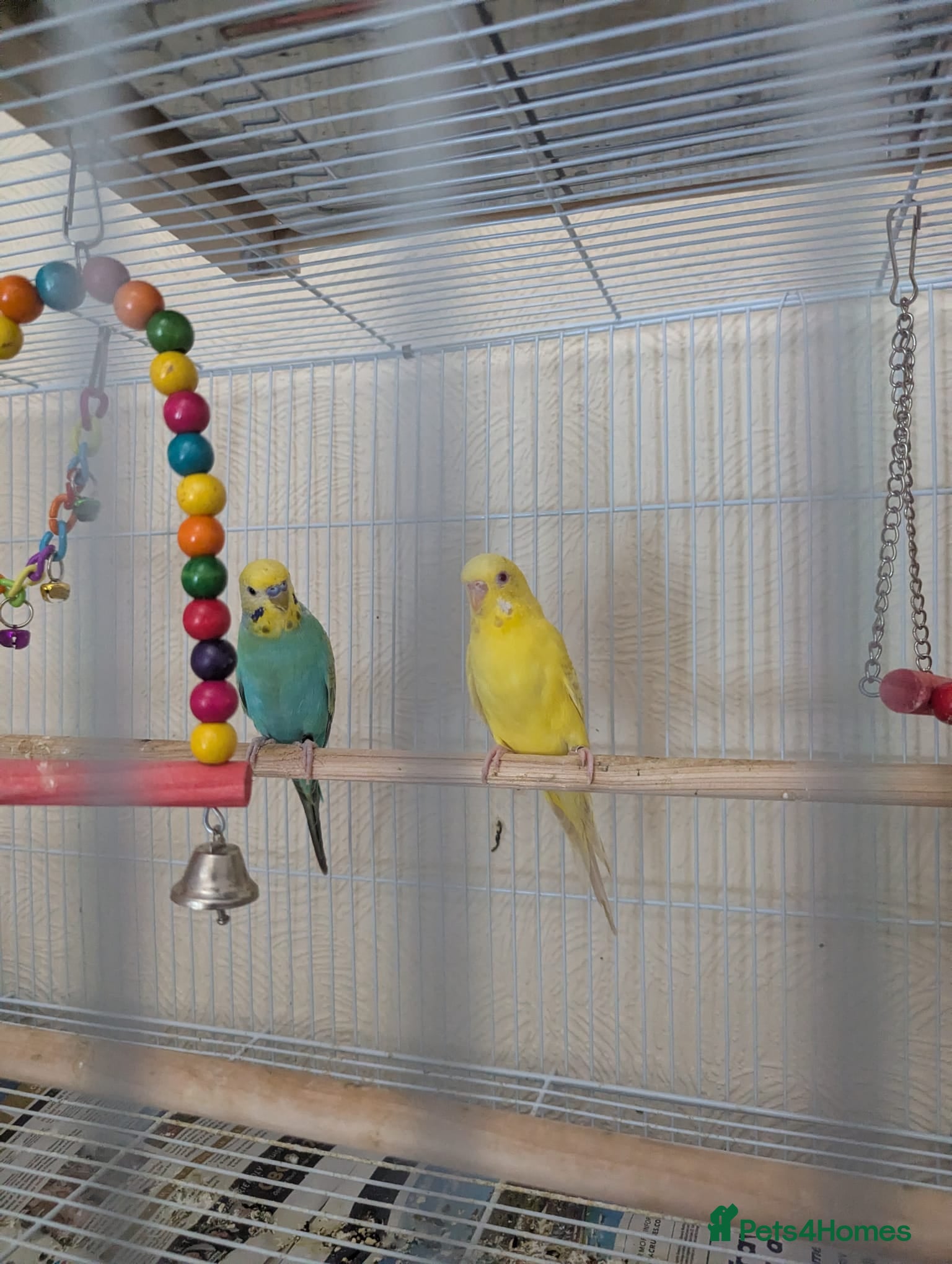 Budgerigars birds Bonded pair of budgies - Advert 1