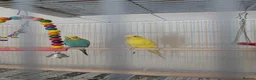 Budgerigars birds for sale: Bonded pair of budgies - Advert 1