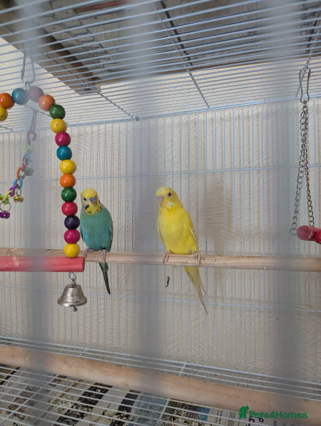 Budgerigars birds for sale: Bonded pair of budgies - Advert 1
