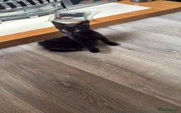 Domestic Shorthair cats for sale: 3 beautiful kittens xx - Image 6