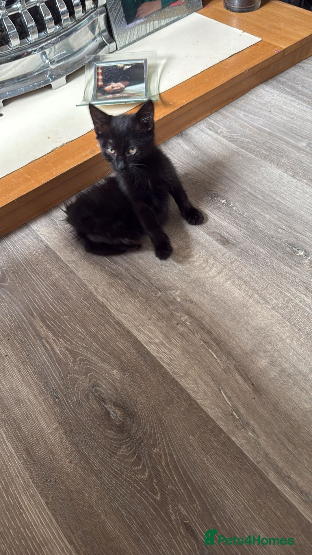 Domestic Shorthair cats for sale: 3 beautiful kittens xx - Image 6