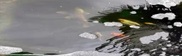 Other/Mixed Breed fish for sale:  8 Healthy Mature Pond Fish Job Lot  in Caerphilly - Advert 11