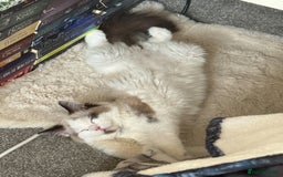 Ragdoll cats for sale: Ragdoll Full pedigree kitten  - Image 2