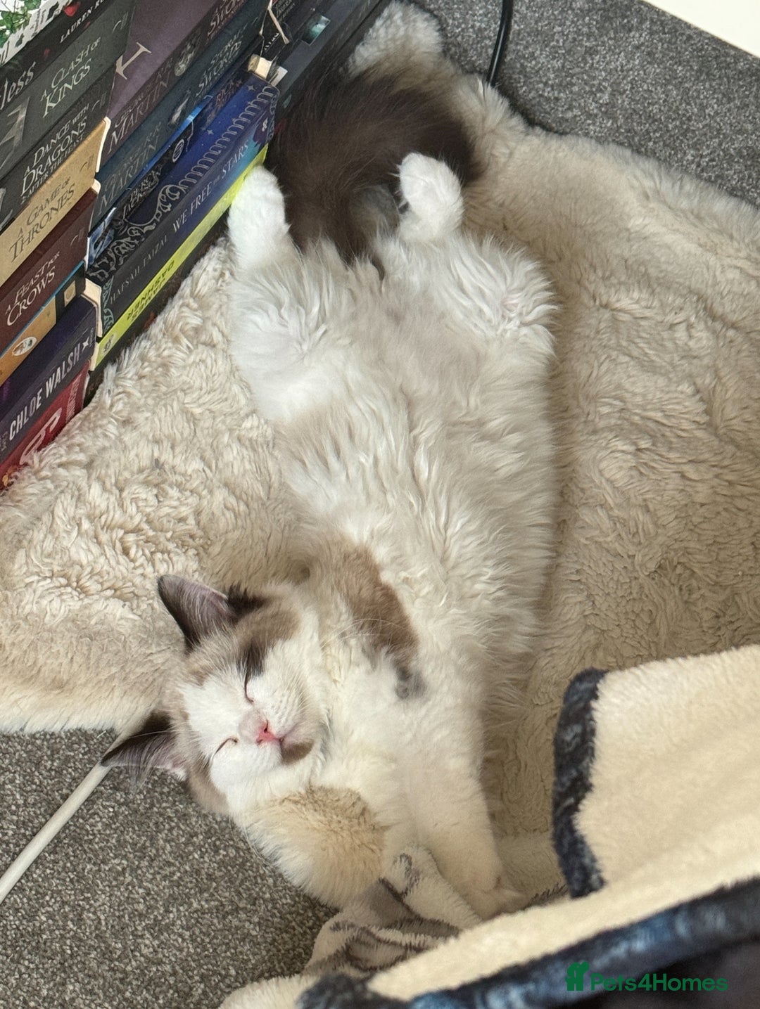 Ragdoll cats for sale: Ragdoll Full pedigree kitten  - Image 2