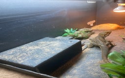 Bearded Dragon reptiles for sale: Bearded dragon for sale - Image 2