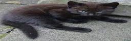 Mixed Breed cats for sale: Male kittens - Advert 4