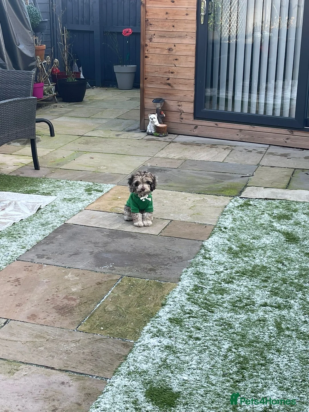 Cockapoo dogs for stud: PROVEN DNA tested Cockapoo Stud-Chocolate Merle in Stafford - Advert 24