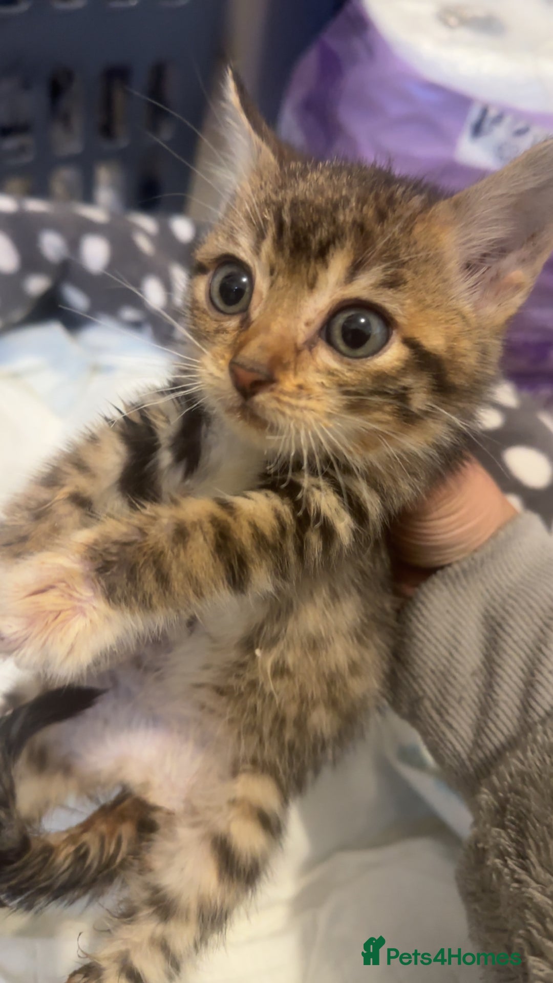 Bengal cats for sale: Male Bengal cross kitten from champion lines - Advert 1