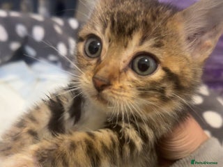 Bengal cats Male Bengal cross kitten from champion lines - Advert 1