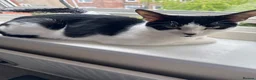 Mixed Breed cats for sale: 2 female kittens  in Hull - Advert 2
