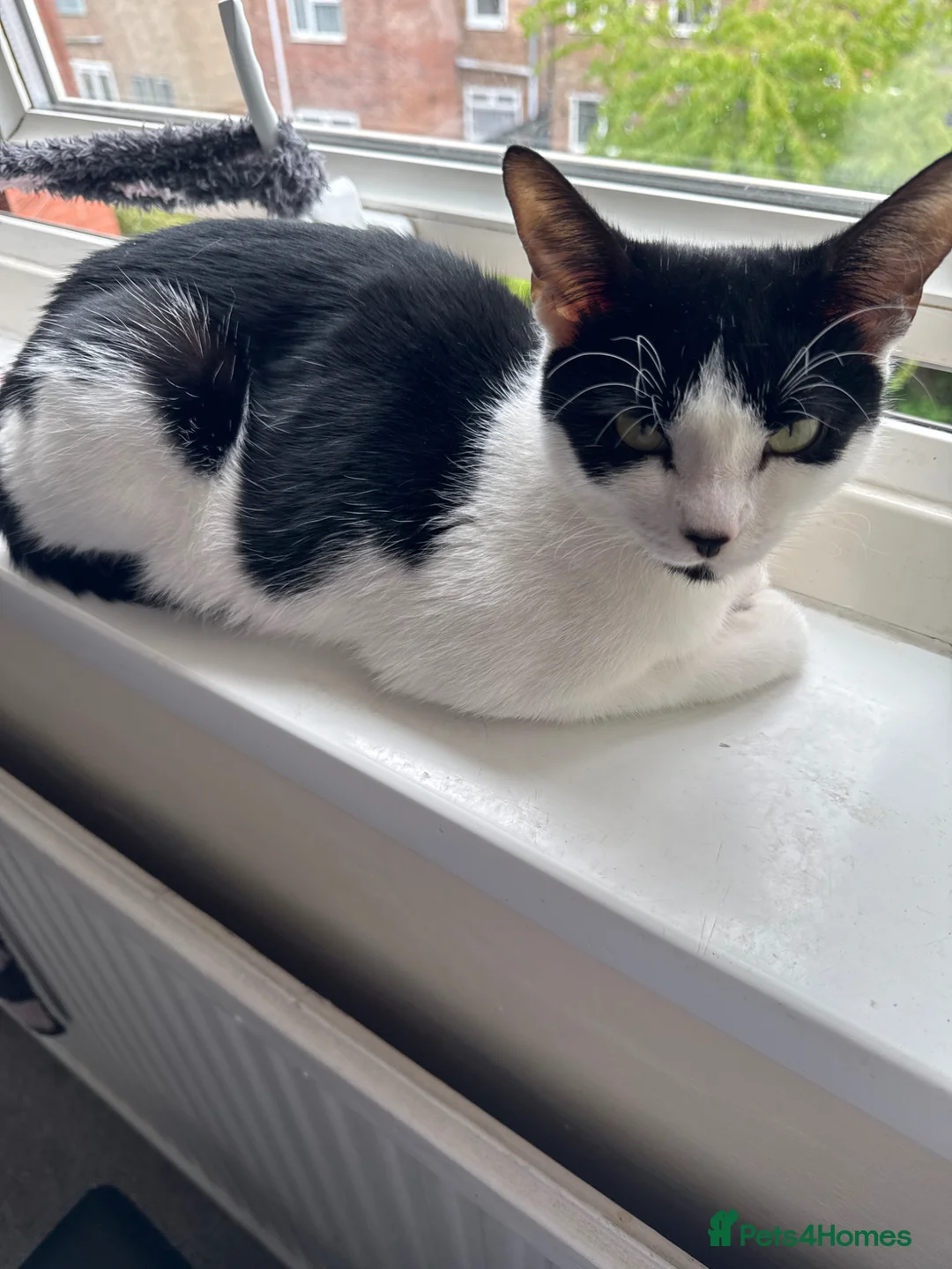 Mixed Breed cats for sale: 2 female kittens  in Hull - Advert 2
