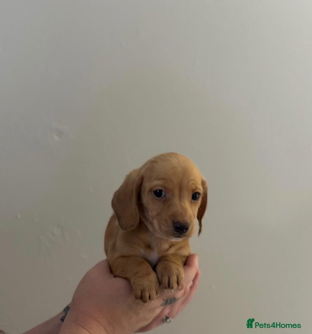 Dachshund dogs for sale: Shaded Cream dachshund puppies  - Advert 2