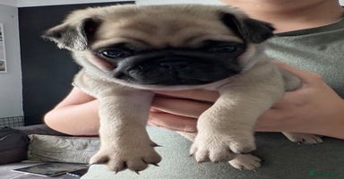 Pug dogs - Advert 6