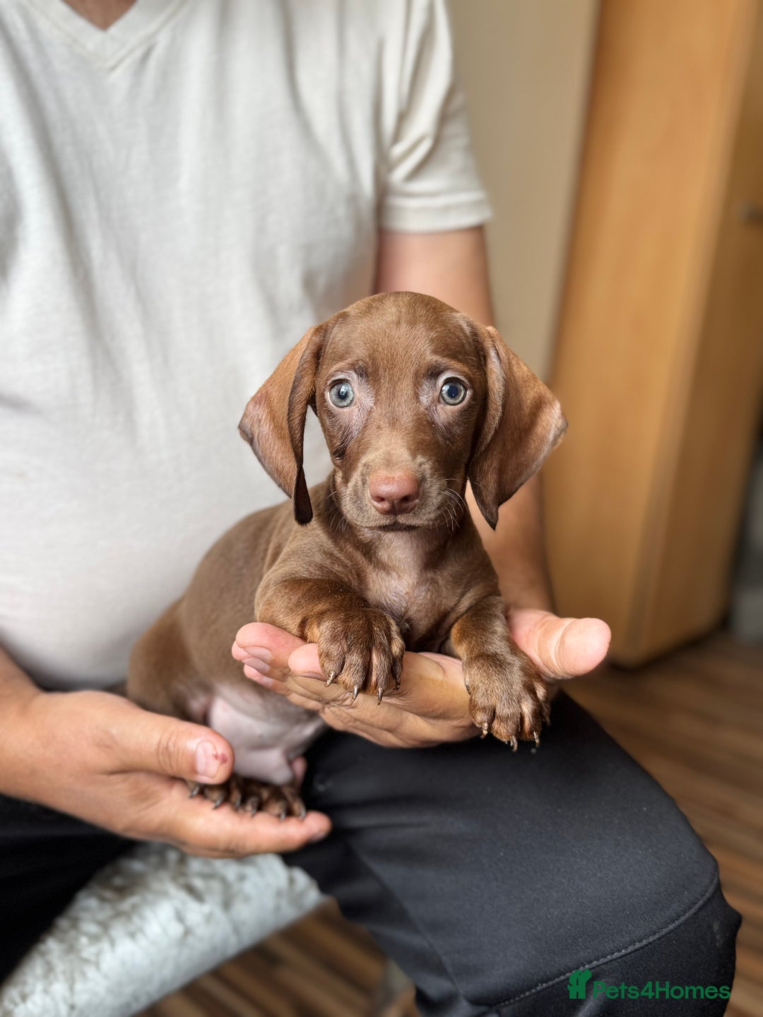Dachshund dogs for sale: Miniature dachshund puppies  - Image 9