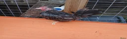 Chickens poultry for sale: 7 Serama cockrells  - Advert 3