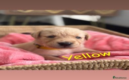 Goldador dogs for sale: Beautiful litter off 11 goldador puppies  - Image 4
