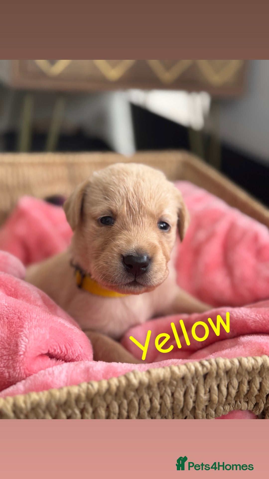 Goldador dogs for sale: Beautiful litter off 11 goldador puppies  - Image 4
