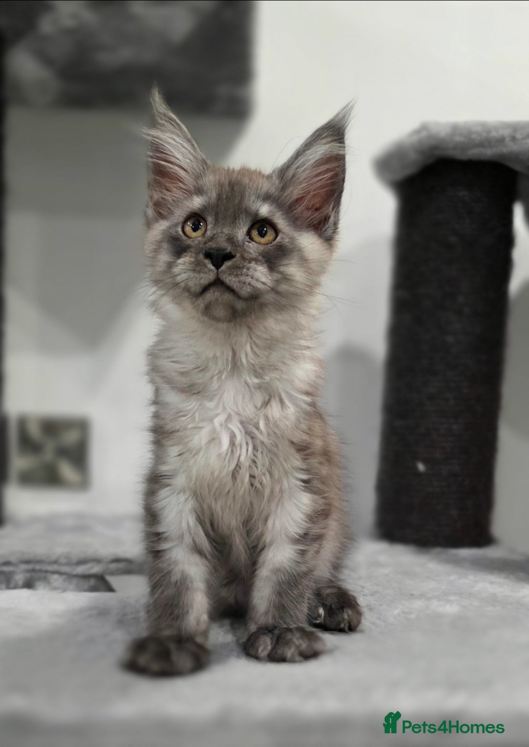 Maine Coon cats for sale: Maine Coon Magic – 3 Stunning Boys Kittens - Image 7