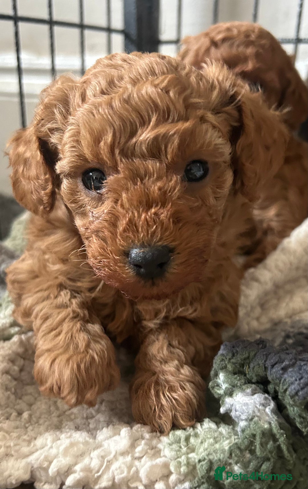 Toy Poodle dogs for sale: Beautiful red Toy Poodle puppies non kc - Advert 1