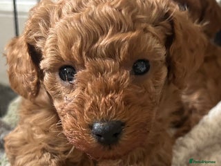Toy Poodle dogs Beautiful red Toy Poodle puppies non kc - Advert 1