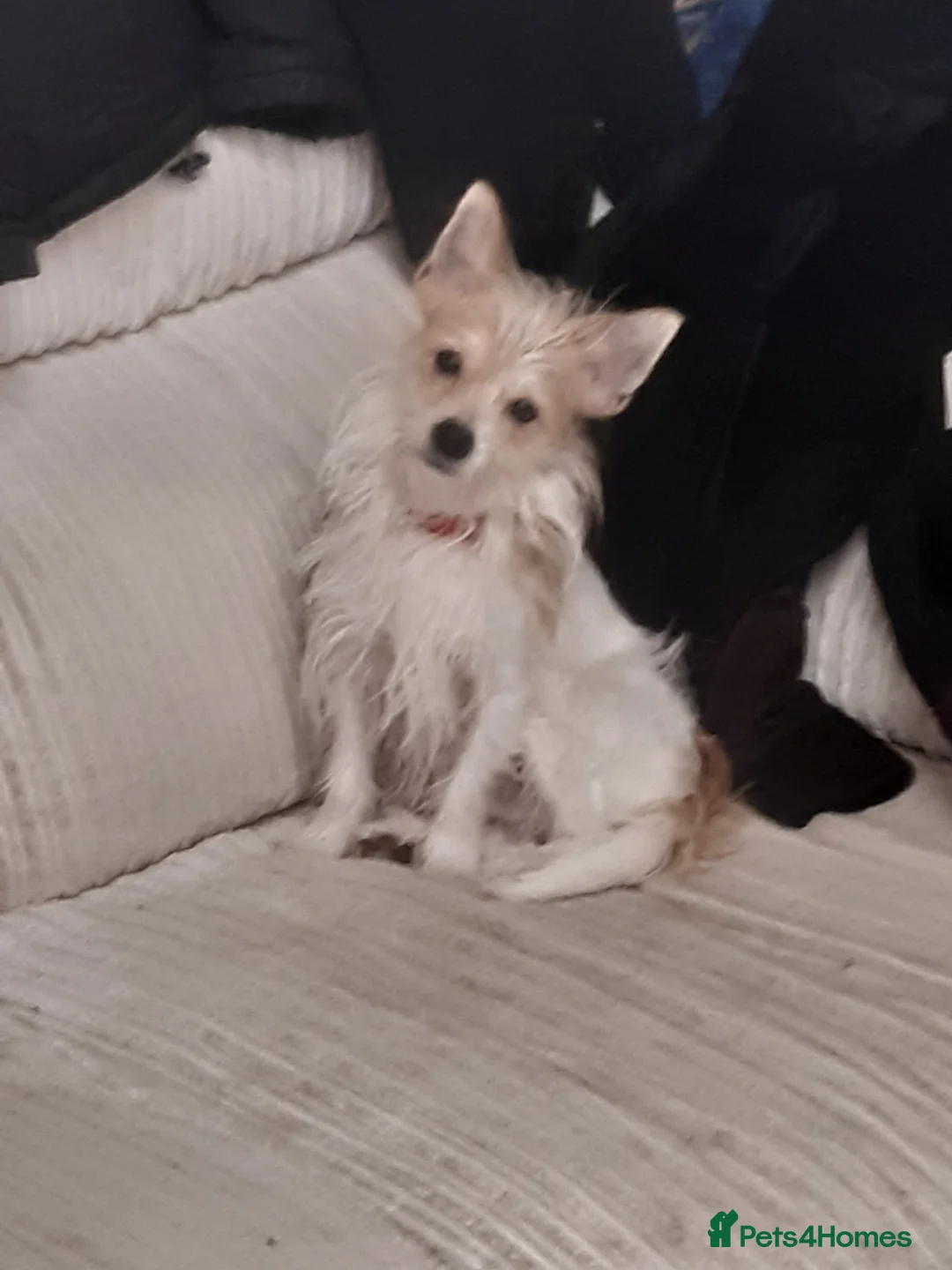 Jack Russell dogs for sale: Sweet little brave boy in Cambridge - Advert 2