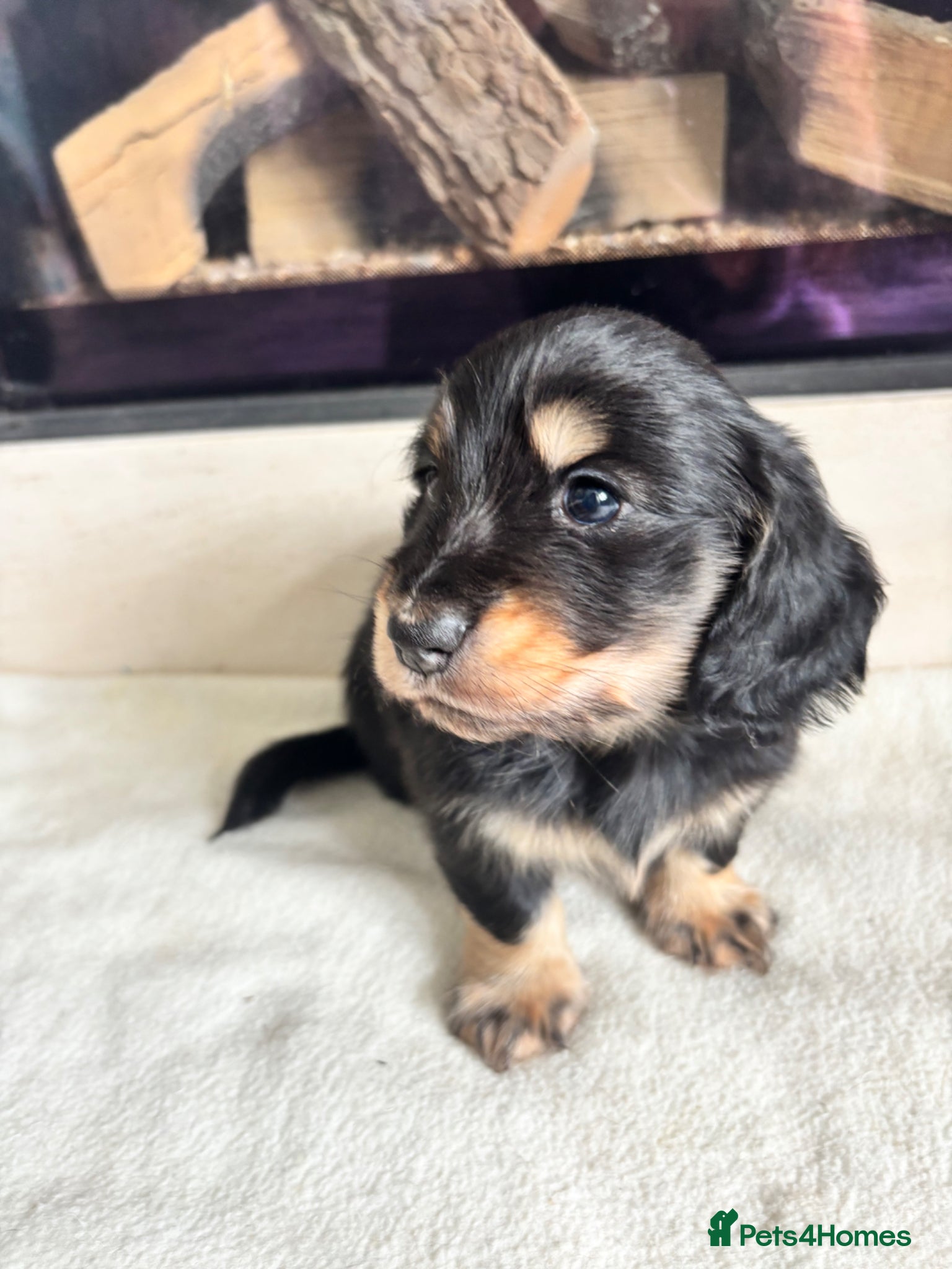 Miniature Dachshund dogs Beautiful Mini Dachshunds Puppies - Ready Soon   - Advert 1