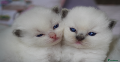Ragdoll cats - Advert 7