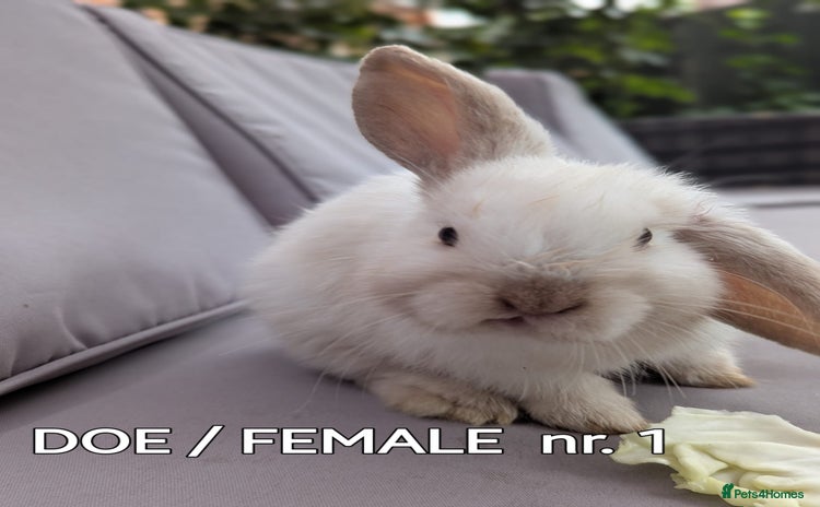 Mini Lop rabbits - Advert 4