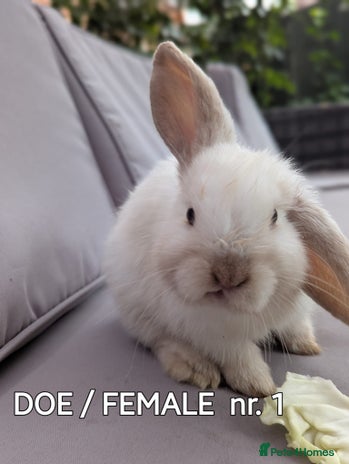 Mini Lop rabbits - Advert 14