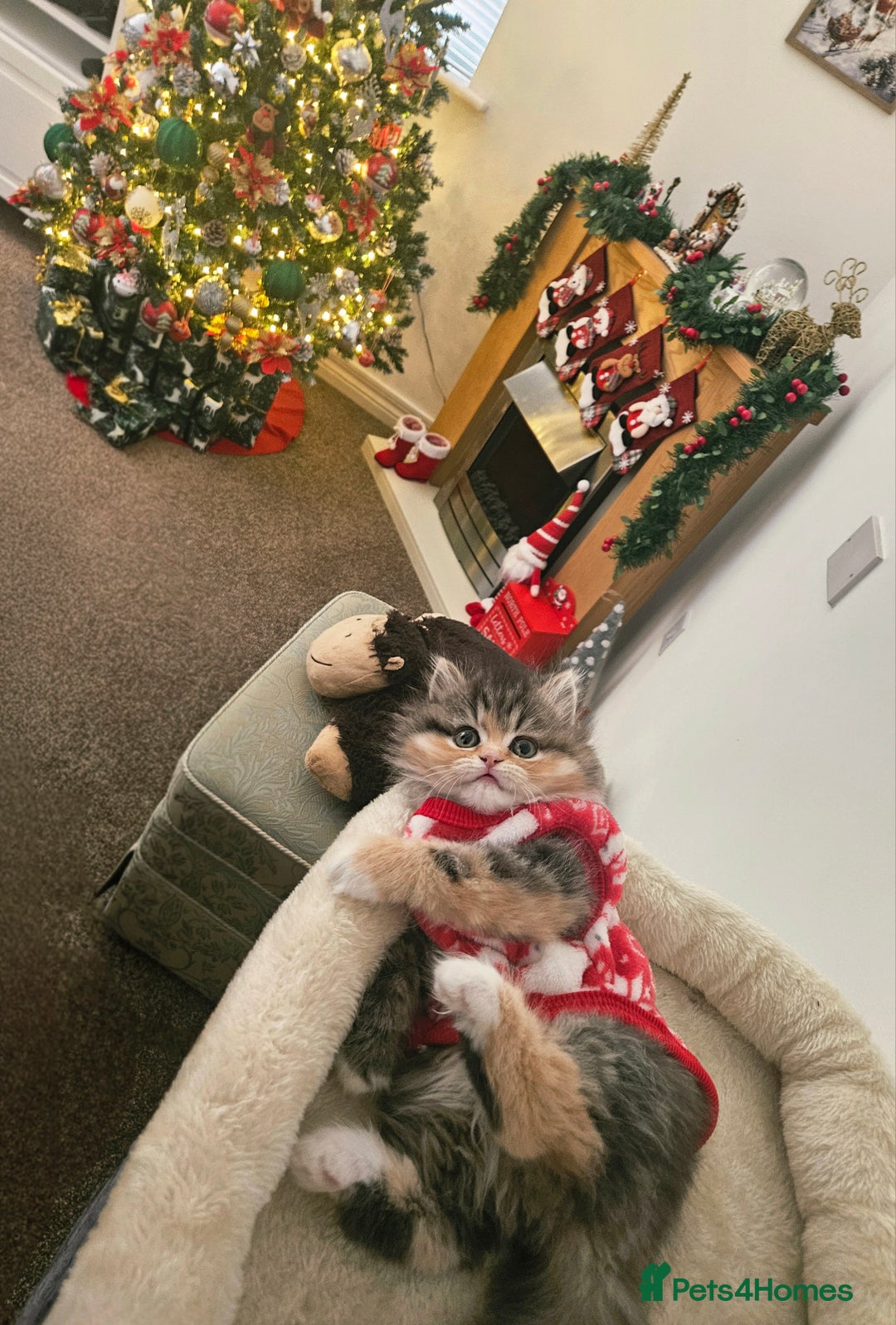 Persian cats for sale: Rare and Stunning Persian Girl  - Advert 4