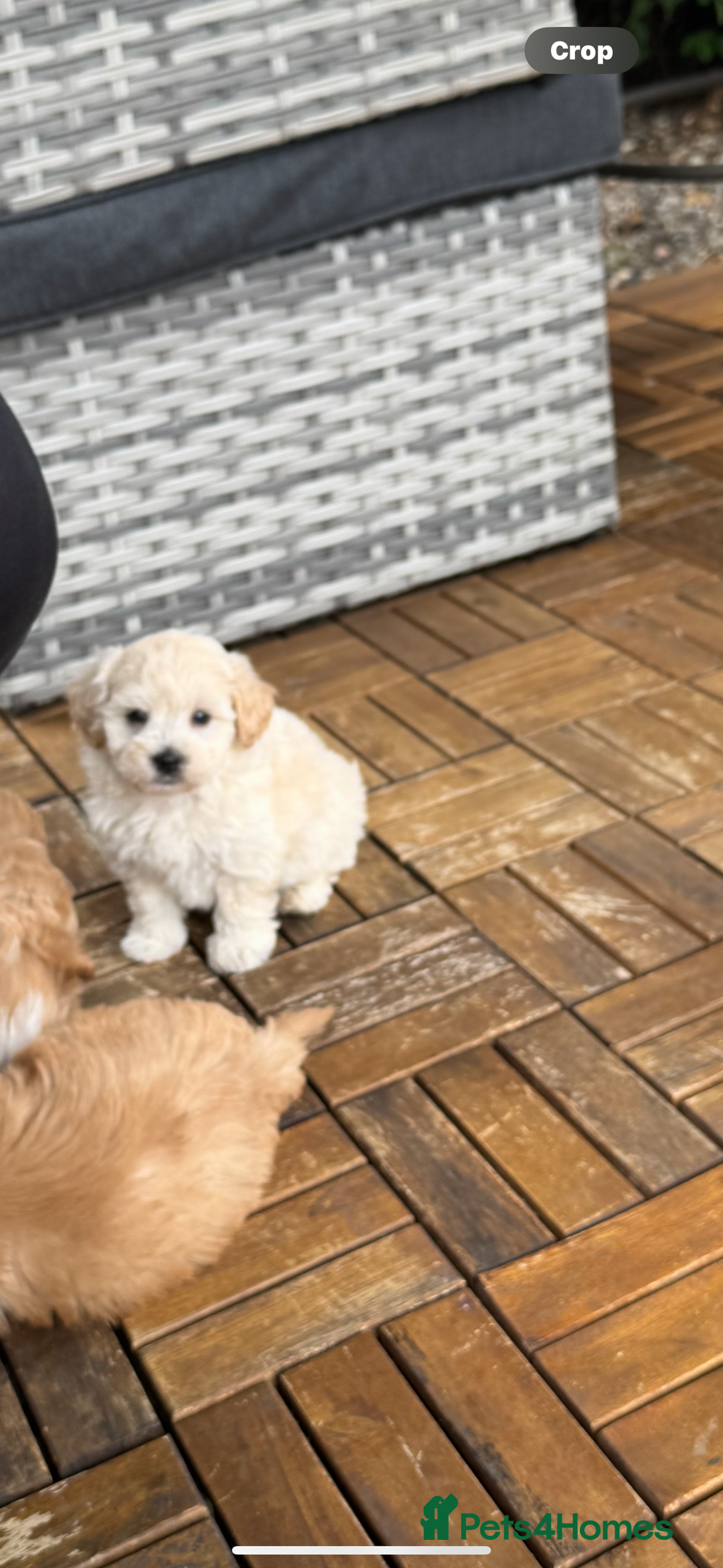 Maltipoo dogs for sale: Tiny Teddy bear maltipoo puppy - Image 14