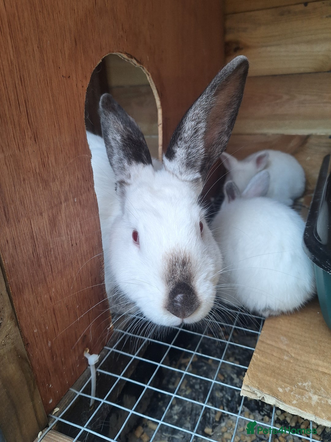 New Zealand rabbits for sale: New Zealand white cross with Californian Rabbits - Image 4