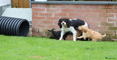 Cavapoo dogs F1 Cavapoo puppies for sale FULLY VACCINATED - Advert 3