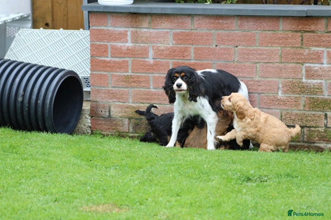 Cavapoo dogs for sale: F1 Cavapoo puppies for sale FULLY VACCINATED - Advert 2
