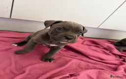 Mixed Breed dogs for sale: Reduced 1 boy left  £600       cane corso cross  - Image 2