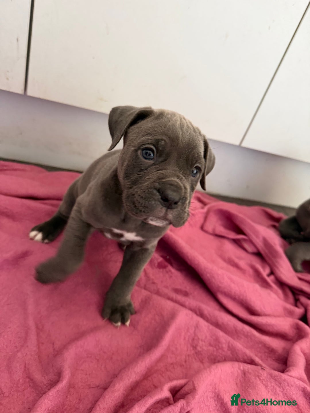 Mixed Breed dogs for sale: Reduced 1 boy left  £600       cane corso cross  - Image 2
