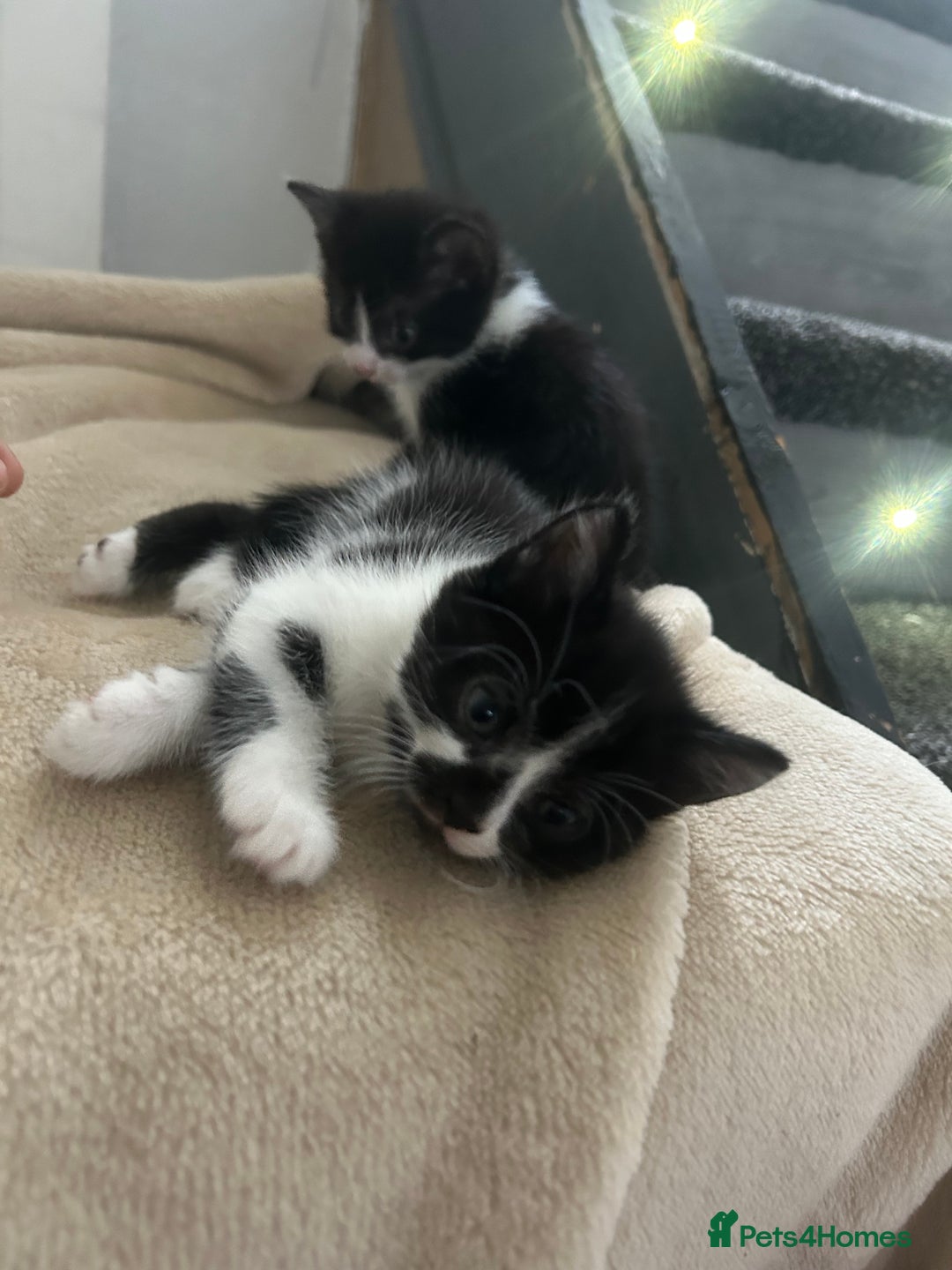 Mixed Breed cats for sale: Beautiful marking very fluffy  - Image 39