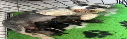 Miniature Schnauzer dogs for sale: Last black and silver girl  - Advert 6