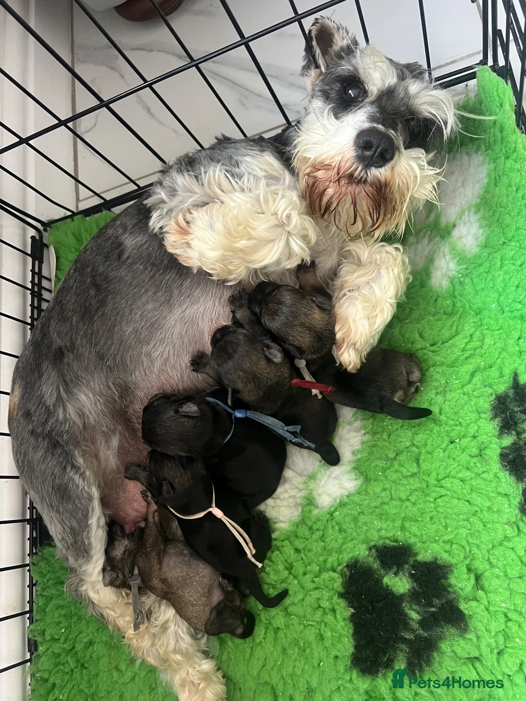 Miniature Schnauzer dogs for sale: Last black and silver girl  - Advert 6