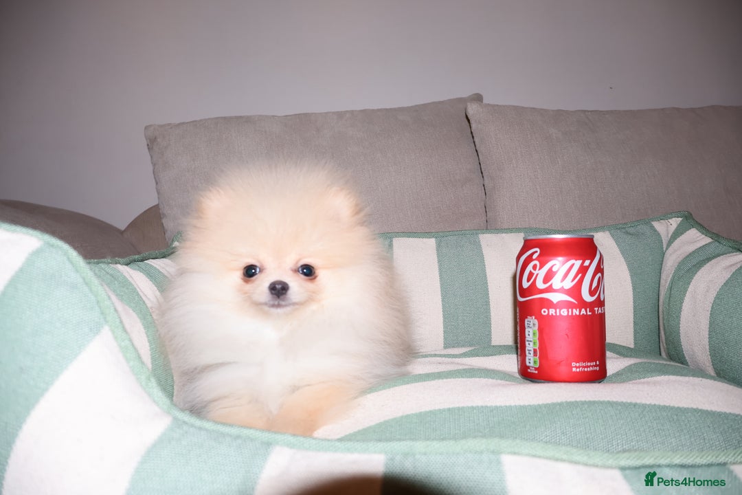 Pomeranian dogs for sale: Kc registered teddy bear Pomeranian girl - Advert 1