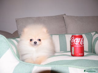 Pomeranian dogs Kc registered teddy bear Pomeranian girl - Advert 16