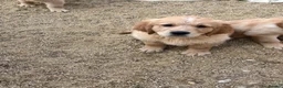 Golden Retriever dogs for sale: Stunning golden retriever puppies  - Advert 11