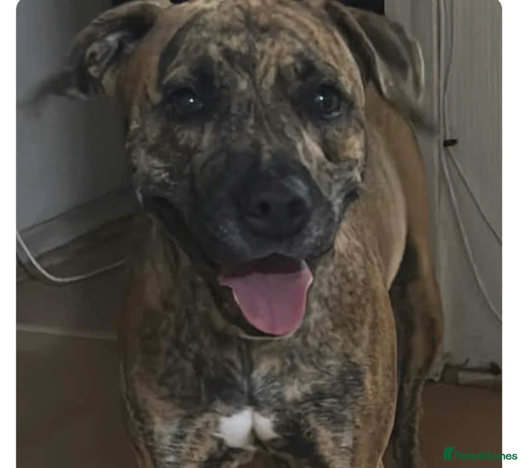 Mixed Breed dogs for sale: Aya 1 year old  - Advert 1