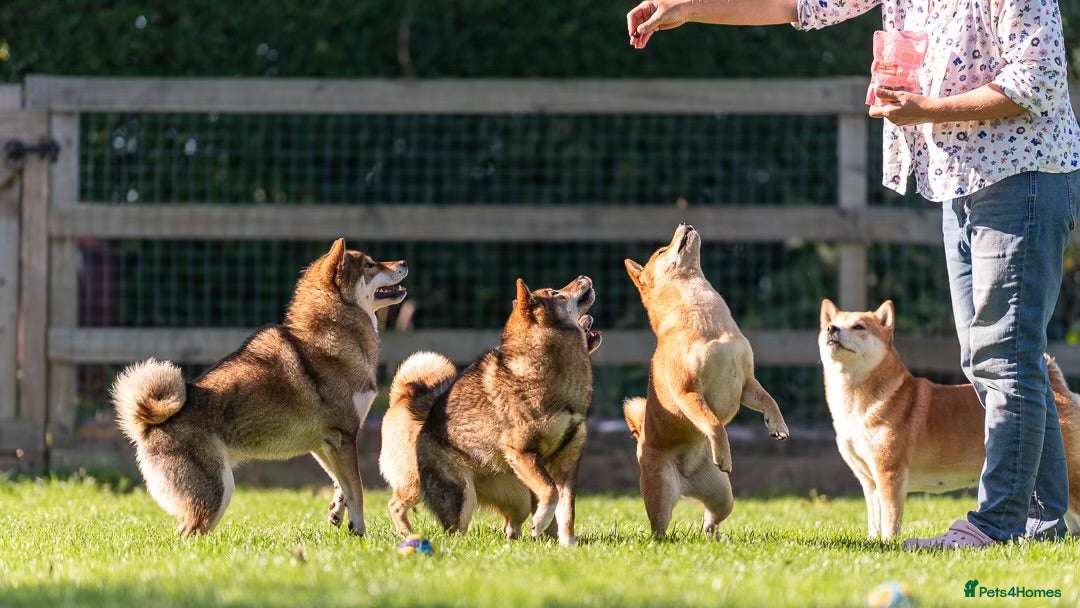 Japanese Shiba Inu dogs for sale: “LAST SESAME BOY  • Champion Broadlands Lineage” - Image 32