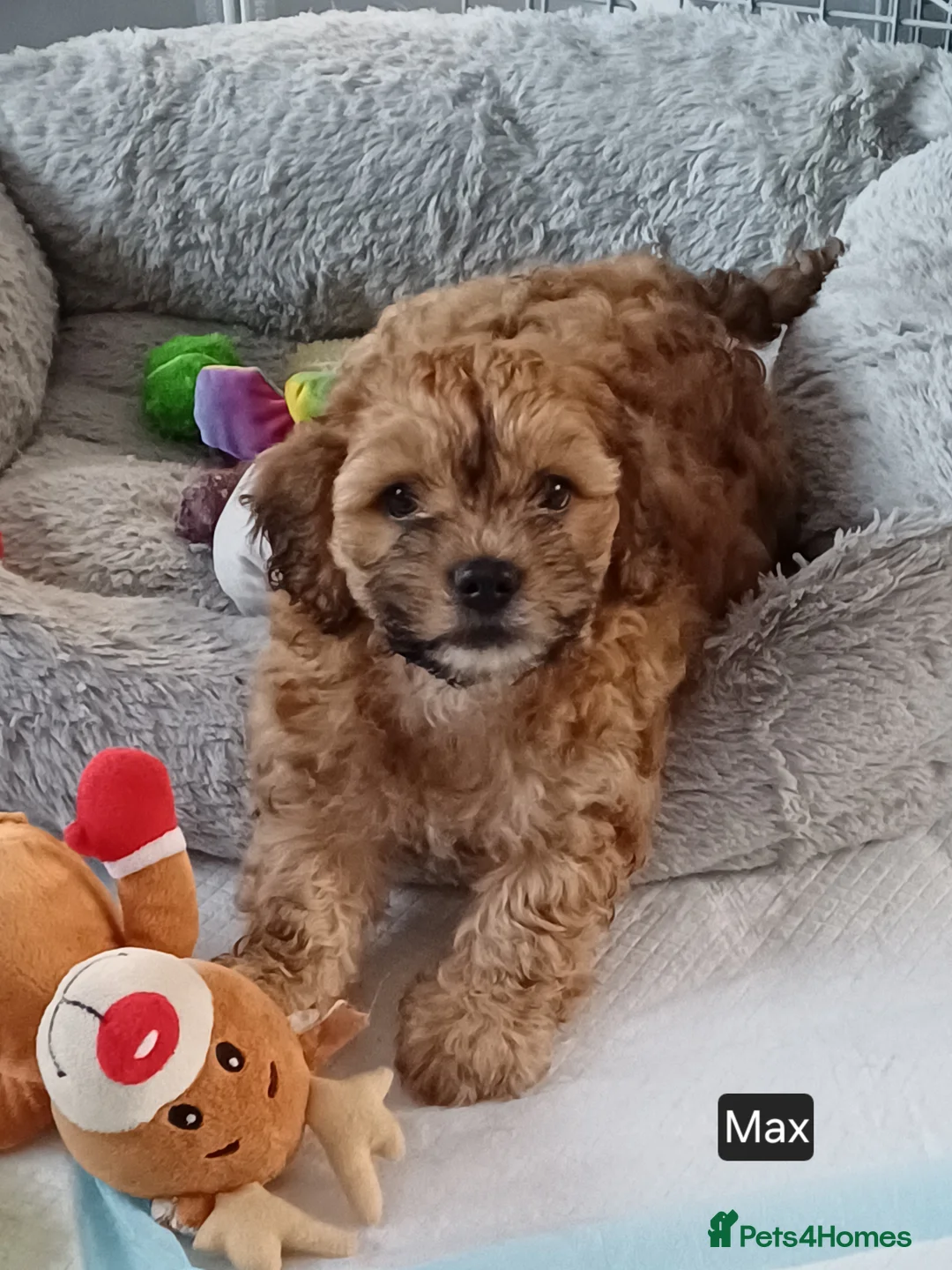 Maltipoo dogs for sale: Maltipoo puppies - Advert 7