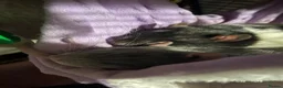 Rat rodents for sale: Cannoli and Roli in Buxton - Advert 4