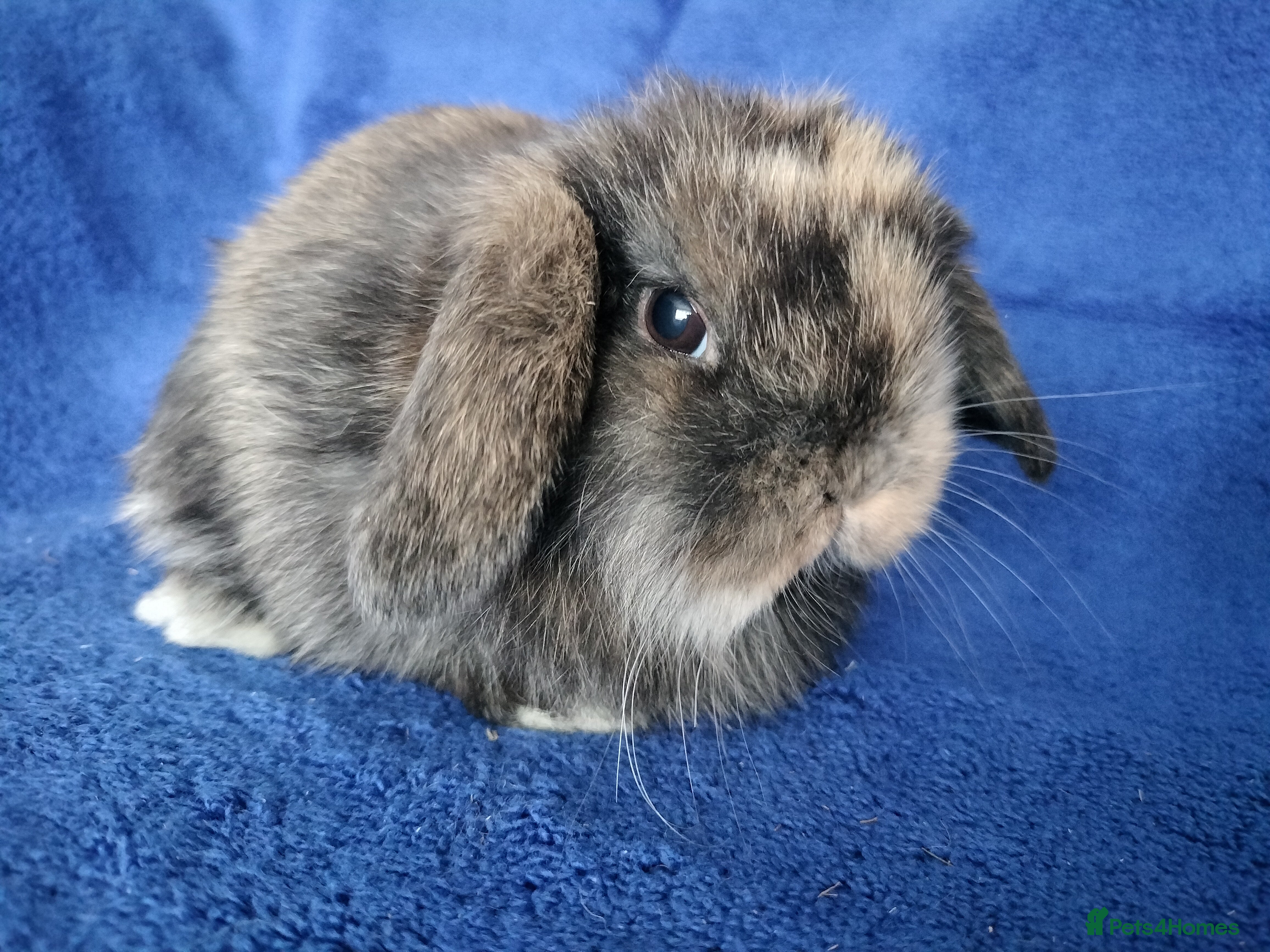 Mini Lop rabbits Baby mini lops for sale  - Advert 11