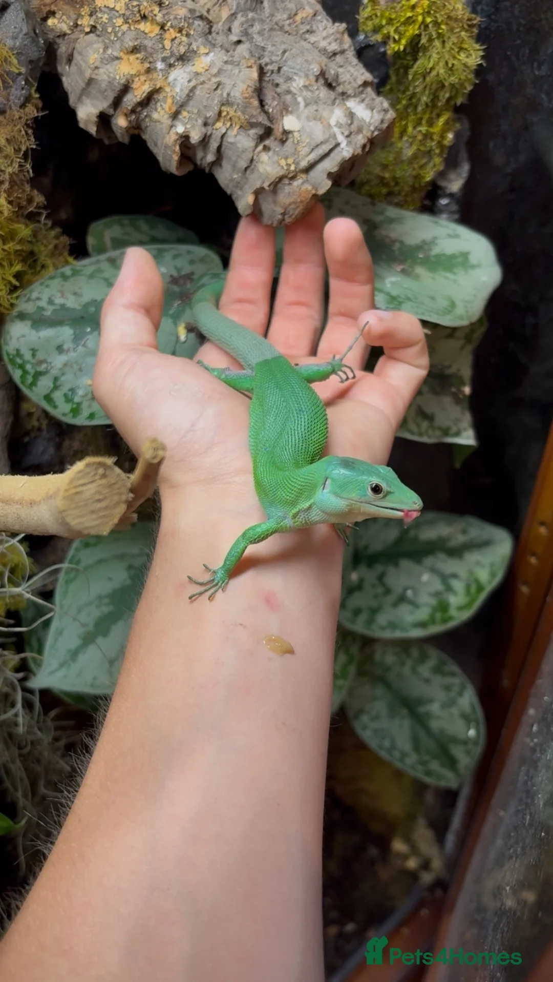 Lizard reptiles for sale: Breeding pair Green Knelled bellied lizards  - Advert 1