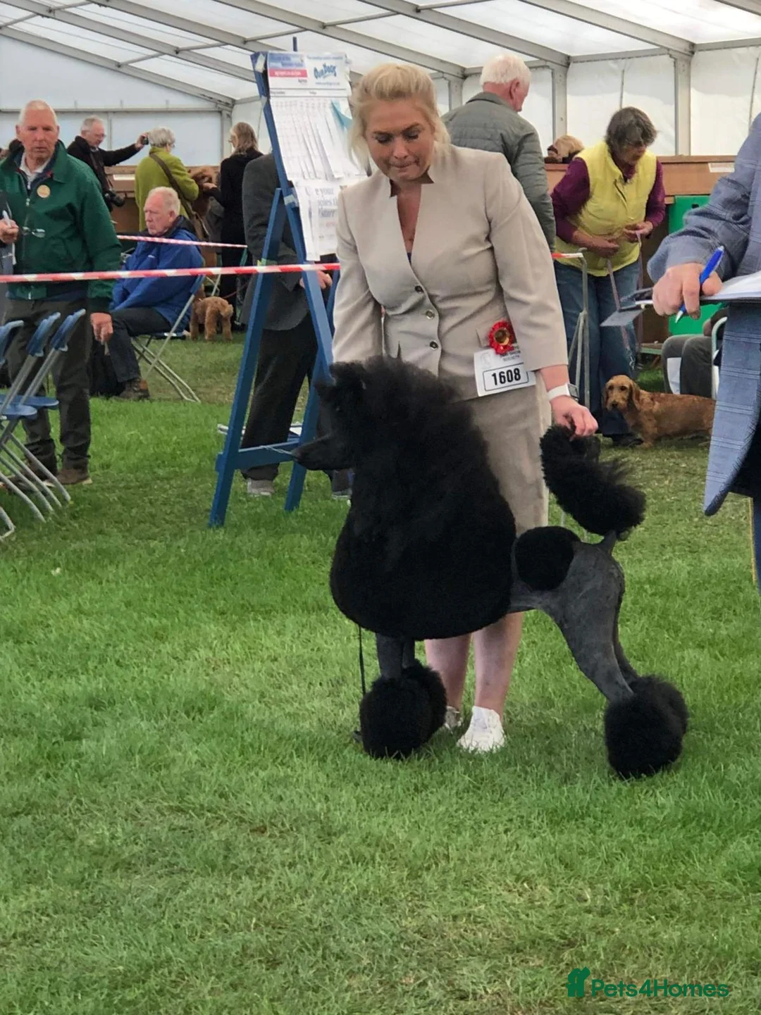 Standard Poodle dogs for sale: Seven Wonders of Standard Poodle Puppies - Advert 17