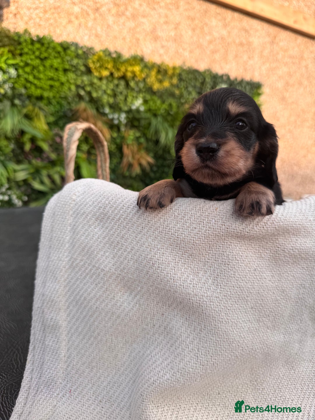 Miniature Dachshund dogs for sale: *Last 1 left* KC long haired mini dachshunds - Image 17